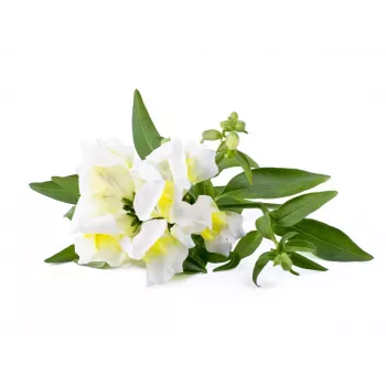 Click & Grow Smart Garden nadopuna, 3 biljne kapsule (SGR78X3)