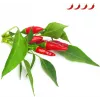 Click & Grow Piri Piri Chili Pepper biljne kapsule za Smart Garden, 3 kom (SGR67X3)