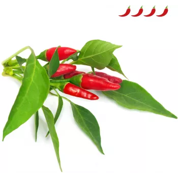 Click & Grow Piri Piri Chili Pepper biljne kapsule za Smart Garden, 3 kom (SGR67X3)