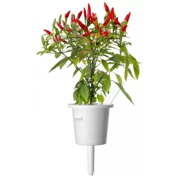 Click & Grow Piri Piri Chili Pepper biljne kapsule za Smart Garden, 3 kom (SGR67X3)