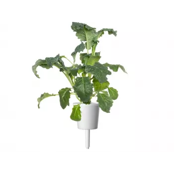 Click & Grow Smart Garden nadopuna, 3 biljne kapsule (SGR86X3)