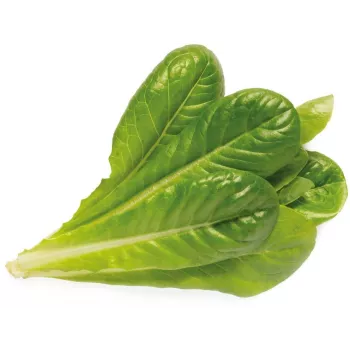 Click & Grow SGR50X3 salata biljne kapsule, nadopuna (3 kom)