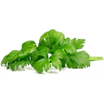 Click & Grow Leaf Celery biljne kapsule za Smart Garden, 3 kom (SGR97X3)