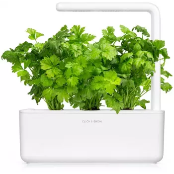 Click & Grow Leaf Celery biljne kapsule za Smart Garden, 3 kom (SGR97X3)