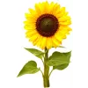 Click & Grow Mini Sunflower biljne kapsule za Smart Garden, 3 kom (SGR65X3)