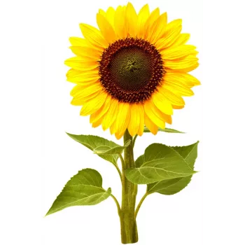 Click & Grow Mini Sunflower biljne kapsule za Smart Garden, 3 kom (SGR65X3)
