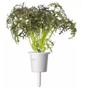 Click & Grow Smart Garden punjenje Red Frill Mustard, 3 biljne kapsule (SGR77X3)