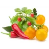 Click & Grow mješavina voća i povrća biljne kapsule za Smart Garden, pakiranje od 9 (PPMFVX9)