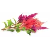 Click & Grow biljne kapsule Cockscomb za Smart Garden, pakiranje od 3 (SGR4X3)