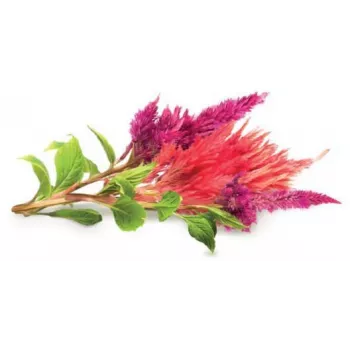 Click & Grow biljne kapsule Cockscomb za Smart Garden, pakiranje od 3 (SGR4X3)