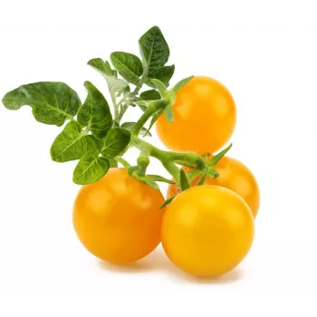 Click and Grow Smart Garden zamjenske kapsule mini rajčica, paket od 3
