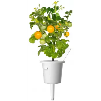 Click and Grow Smart Garden zamjenske kapsule mini rajčica, paket od 3