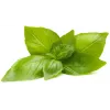 Click & Grow biljne kapsule limunov bosiljak za Smart Garden, pakiranje od 3 (SGR76X3)