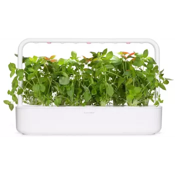 Click & Grow biljne kapsule limunov bosiljak za Smart Garden, pakiranje od 3 (SGR76X3)