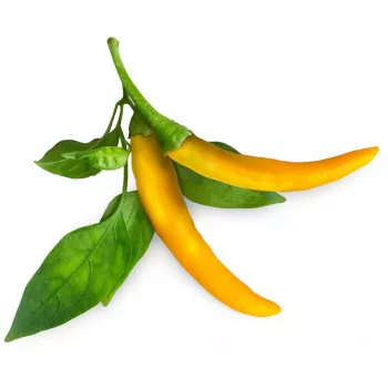 Click & Grow SGR60X3 biljne kapsule čili papričice (pakiranje od 3)