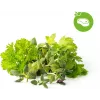 Click & Grow mješavina začina za odrezak biljne kapsule za Smart Garden, pakiranje od 9 (PPMSSX9)