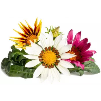 Click & Grow Gazania kapsule za pametni vrt, 3 kom (SGR92X3)