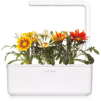 Click & Grow Gazania kapsule za pametni vrt, 3 kom (SGR92X3)