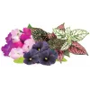 Click & Grow Vibrant Flower Mix kapsule za pametni vrt, 9 kom (PPMVBX9)