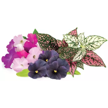 Click & Grow Vibrant Flower Mix kapsule za pametni vrt, 9 kom (PPMVBX9)
