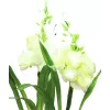 EUROPALMS aronstab, set od 3 s LED diodama, bijeli, 85cm (83330302)
