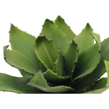 EUROPALMS agava umjetna biljka, EVA, zelena, 35 cm 82530576