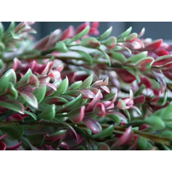 EUROPALMS Artificial Grass Vine, Green-Red, 105cm 82503715