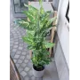 EUROPALMS dieffenbachia umjetna biljka 120cm 82508306