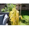 EUROPALMS umjetni snop trske, 118 cm 82600136