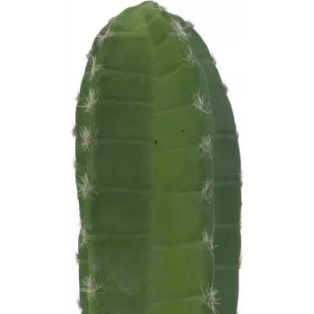 EUROPALMS meksički kaktus umjetna biljka, zeleni, 97 cm 82801070