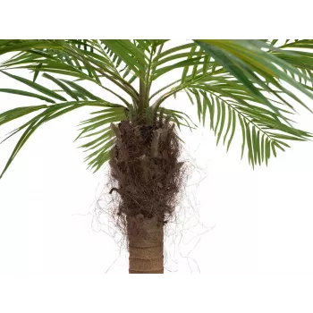 EUROPALMS Luxor zakrivljena umjetna feniks palma, 240cm 82510726