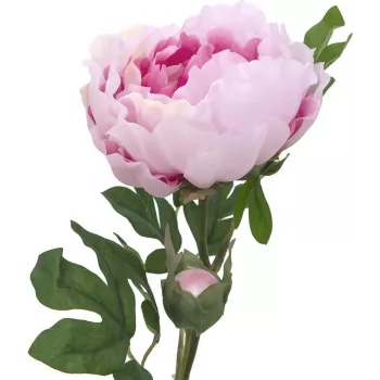 EUROPALMS Peony Branch Classic, umjetna biljka, ružičasta, 80cm 82530210