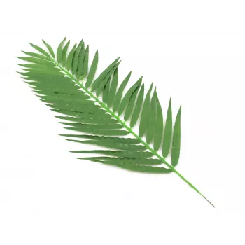 EUROPALMS Coconut Palm Frond, Artificial, 110cm, 12-Pack 82509897