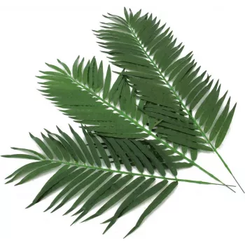 EUROPALMS umjetno lišće kokosove palme, 80 cm, set od 12 komada 82509895