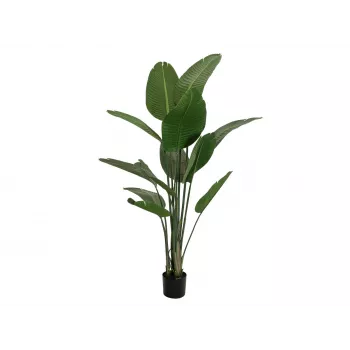 EUROPALMS umjetna strelicija, 170 cm 82540523