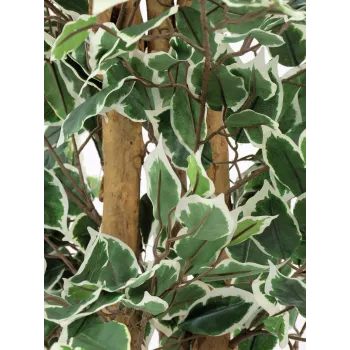 EUROPALMS umjetna biljka srebrni fikus Benjamina, 180 cm 82506116