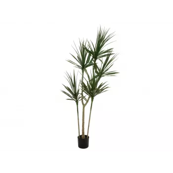 EUROPALMS umjetna biljka dracena, zelena, 170 cm 82505799