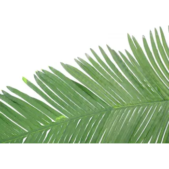 EUROPALMS umjetni list kokosove kraljevske palme, 180cm 82509847