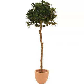 EUROPALMS umjetno lovorovo drvo u obliku kugle, 180cm 82506946