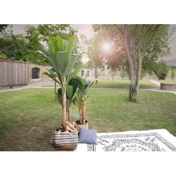 EUROPALMS umjetno bananino drvo, 210 cm 82509507