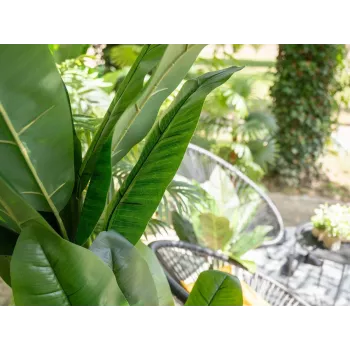 EUROPALMS umjetno bananino drvo, 210 cm 82509507
