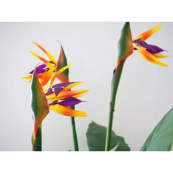 EUROPALMS umjetna biljka Strelitzia, 90 cm 82540502