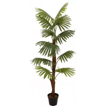 EUROPALMS umjetna biljka lepezasta palma, 155cm 82509303
