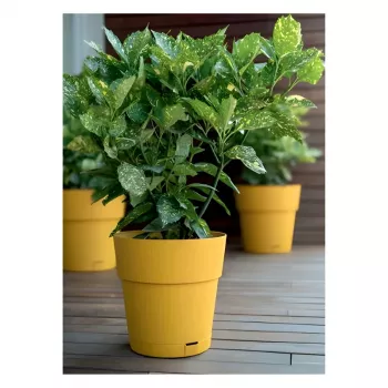 STEFANPLAST Ethica tegla za cvijeće s podloškom Ø40x39cm senf žuta